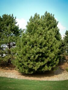 Сосна Чёрная (Pinus Nigra) купить по цене от 270.00р. в интернет-магазине «Посадика» с доставкой почтой в в Закаменске и по всей России – [изображение №1].