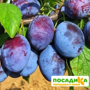 Слива Чачакская ранняя купить по цене от 229.00р. в интернет-магазине «Посадика» с доставкой почтой в в Закаменске и по всей России – [изображение №1].