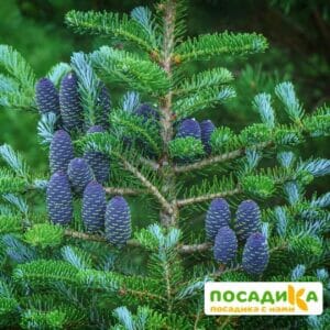 Пихта корейская (Abies koreana) купить по цене от 450.00р. в интернет-магазине «Посадика» с доставкой почтой в в Закаменске и по всей России – [изображение №1].