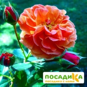 Роза Арабия купить по цене от 350.00р. в интернет-магазине «Посадика» с доставкой почтой в в Закаменске и по всей России – [изображение №1].