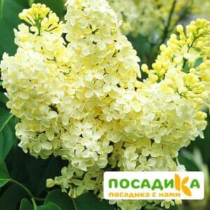 Сирень Примроуз (Primrose) купить по цене от 529.00р. в интернет-магазине «Посадика» с доставкой почтой в в Закаменске и по всей России – [изображение №1].