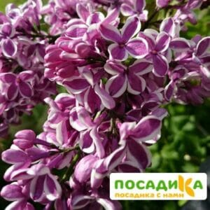 Сирень Сенсация купить по цене от 529.00р. в интернет-магазине «Посадика» с доставкой почтой в в Закаменске и по всей России – [изображение №1].