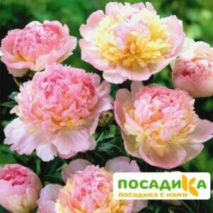 Пион Распберри Сандей (Paeonia Raspberry Sundae) купить по цене от 959р. в интернет-магазине «Посадика» с доставкой почтой в в Закаменске и по всей России – [изображение №1].