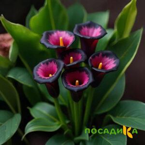 Калла Аура Лейс купить по цене от 400р. в интернет-магазине «Посадика» с доставкой почтой в в Закаменске и по всей России – [изображение №1].
