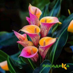 Калла Оникс купить по цене от 450р. в интернет-магазине «Посадика» с доставкой почтой в в Закаменске и по всей России – [изображение №1].