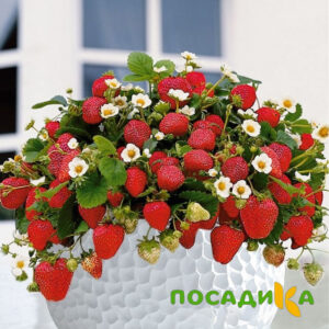 Клубника Рубиновый Шепот (горшечная) купить по цене от 240р. в интернет-магазине «Посадика» с доставкой почтой в в Закаменске и по всей России – [изображение №1].