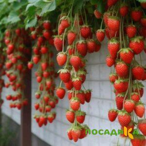 Клубника вьющаяся Комплимент купить по цене от 470р. в интернет-магазине «Посадика» с доставкой почтой в в Закаменске и по всей России – [изображение №1].