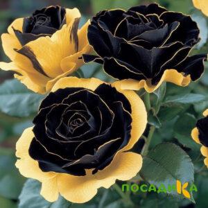 Роза Ханни Сикл купить по цене от 700р. в интернет-магазине «Посадика» с доставкой почтой в в Закаменске и по всей России – [изображение №1].