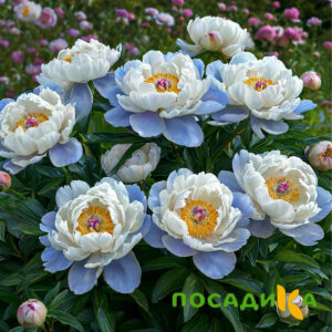 Пион акварельный Этюд купить по цене от 806р. в интернет-магазине «Посадика» с доставкой почтой в в Закаменске и по всей России – [изображение №1].