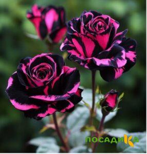 Роза Багровый Шепот купить по цене от 366р. в интернет-магазине «Посадика» с доставкой почтой в в Закаменске и по всей России – [изображение №1].