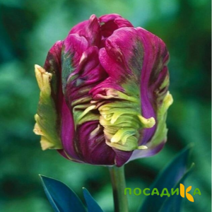 Тюльпан Экзотик Хэвен купить по цене от 186р. в интернет-магазине «Посадика» с доставкой почтой в в Закаменске и по всей России – [изображение №1].