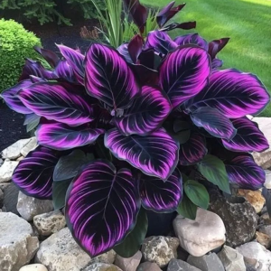 Хоста Люминоза купить по цене от 450р. в интернет-магазине «Посадика» с доставкой почтой в в Закаменске и по всей России – [изображение №1].