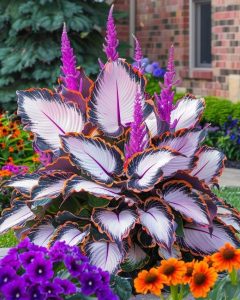 Хоста Кримэн Дрим купить по цене от 549р. в интернет-магазине «Посадика» с доставкой почтой в в Закаменске и по всей России – [изображение №1].