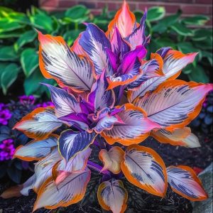 Хоста Эмеральд Тиара купить по цене от 602р. в интернет-магазине «Посадика» с доставкой почтой в в Закаменске и по всей России – [изображение №1].