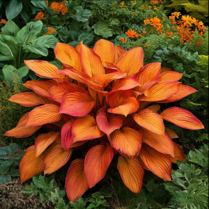 Хоста Солнечный Нектар купить по цене от 605р. в интернет-магазине «Посадика» с доставкой почтой в в Закаменске и по всей России – [изображение №1].