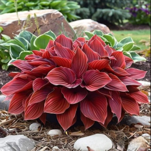 Хоста Малыш Шедевр купить по цене от 421р. в интернет-магазине «Посадика» с доставкой почтой в в Закаменске и по всей России – [изображение №1].